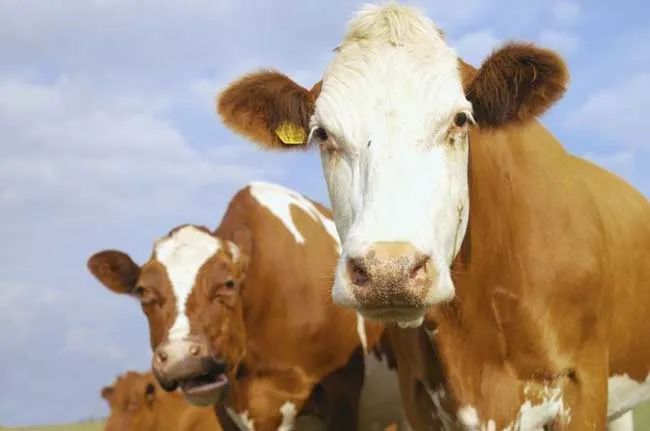 1658223698385968.jpg 3.jpg